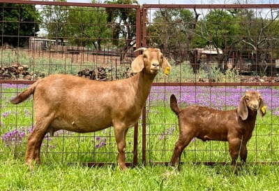 LOT 46 1+1X KALAHARI RED FLOCK OOI/EWE MARIKWA KALAHARI REDS