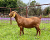 LOT 54 1X KALAHARI RED FLOCK OOI/EWE MARIKWA KALAHARI REDS