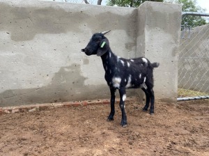 LOT 94 1X CAPE LOB EAR UNGRADED(AGE) EWE DIRK DIPPENAAR