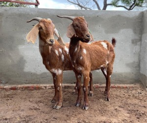 LOT 93 1X CAPE LOB EAR PRIL EWE DIRK DIPPENAAR