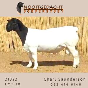 LOT 10 1X DORPER STUD RAM NOOITGEDACHT