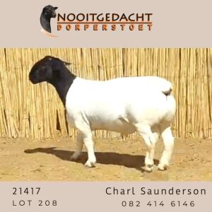 LOT 208 1X DORPER STUD RAM NOOITGEDACHT