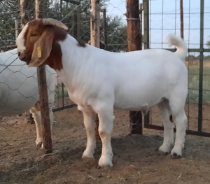 WITHDRAW - LOT 32 1x BOER GOAT RAM BLACKHEATH BBS