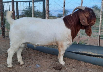 LOT 30 1x BOER GOAT FLOCK RAM BLACKHEATH BBS