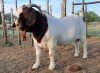 LOT 22 1x BOER GOAT FLOCK RAM BLACKHEATH BBS