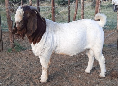 LOT 31 1x BOER GOAT FLOCK RAM BLACKHEATH BBS