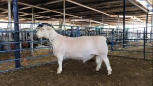 LOT 121 1X WHITE DORPER STUD RAM JOHAN MARITZ jR