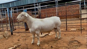 LOT 123 1X WHITE DORPER STUD RAM JOHAN MARITZ jR