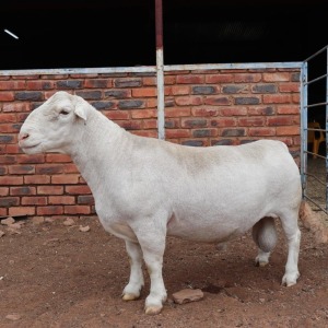 LOT 122 1X WHITE DORPER T5 RAM JOHAN MARITZ jR