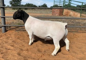 LOT 11 1X DORPER STUD RAM JOHAN MARITZ SR