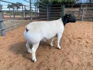 LOT 12 1X DORPER T5 RAM JOHAN MARITZ SR