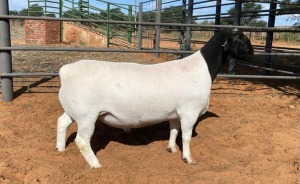 LOT 13 1X DORPER T5 RAM JOHAN MARITZ SR