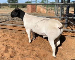 LOT 14 1X DORPER STUD RAM JOHAN MARITZ SR