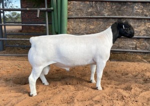 LOT 15 1X DORPER FLOCK RAM JOHAN MARITZ SR