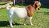 LOT 4 1X BOER GOAT FLOCK BUCK ALBIAN BOERBOK STOET - 3