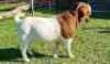 LOT 4 1X BOER GOAT FLOCK BUCK ALBIAN BOERBOK STOET - 3