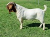 LOT 15 1X BOER GOAT FLOCK BUCK ALBIAN BOERBOK STOET - 3