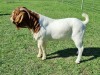 LOT 16 1X BOER GOAT STUD BUCK ALBIAN BOERBOK STOET - 3