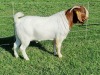 WITHDRAW - LOT 21 1X BOER GOAT BUCK ALBIAN BOERBOK STOET - 2