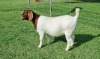 BREEDERS' CHOICE - LOT 26 1X BOER GOAT STUD DOE ALBIAN BOERBOK STOET - 3