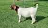 BREEDERS' CHOICE - LOT 26 1X BOER GOAT STUD DOE ALBIAN BOERBOK STOET - 4