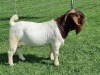 BREEDERS' CHOICE - LOT 8 1X BOER GOAT FLOCK BUCK ALBIAN BOERBOK STOET - 3