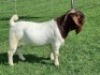 BREEDERS' CHOICE - LOT 8 1X BOER GOAT FLOCK BUCK ALBIAN BOERBOK STOET - 3