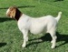 LOT 36 1X BOER GOAT PS DOE ALBIAN BOERBOK STOET - 3