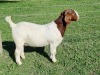 LOT 37 1X BOER GOAT STUD DOE ALBIAN BOERBOK STOET - 3