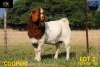 LOT 2 1X BOER GOAT STUD BUCK COLLEN BOERDERY