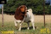 LOT 2 1X BOER GOAT STUD BUCK COLLEN BOERDERY - 2