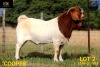 LOT 2 1X BOER GOAT STUD BUCK COLLEN BOERDERY - 3