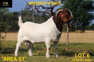 BREEDERS' CHOICE - LOT 6 1X BOER GOAT STUD BUCK COLLEN BOERDERY