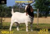 BREEDERS' CHOICE - LOT 6 1X BOER GOAT STUD BUCK COLLEN BOERDERY - 2