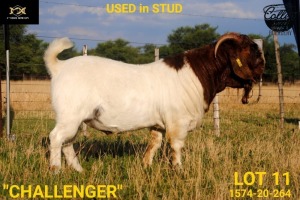 LOT 11 1X BOER GOAT SSTUD BUCK COLLEN BOERDERY