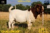 LOT 11 1X BOER GOAT SSTUD BUCK COLLEN BOERDERY - 2