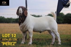 WITHDRAW - LOT 12 1X BOER GOAT BUCK COLLEN BOERDERY