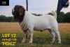 WITHDRAW - LOT 12 1X BOER GOAT BUCK COLLEN BOERDERY - 2