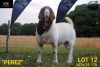 WITHDRAW - LOT 12 1X BOER GOAT BUCK COLLEN BOERDERY - 3