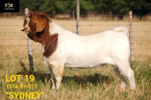 WITHDRAW - LOT 19 1X BOER GOAT BUCK COLLEN BOERDERY