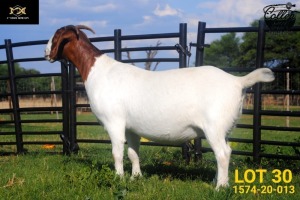 LOT 30 1X BOER GOAT STUD PREGNANT DOE COLLEN BOERDERY