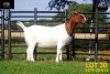 LOT 30 1X BOER GOAT STUD PREGNANT DOE COLLEN BOERDERY - 2