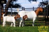 LOT 31 1+2 X BOER GOAT FLOCK DOE COLLEN BOERDERY