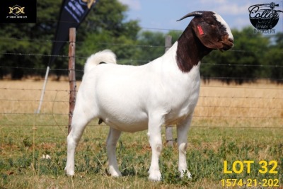 LOT 32 1X BOER GOAT STUD DOE COLLEN BOERDERY