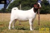 LOT 32 1X BOER GOAT STUD DOE COLLEN BOERDERY - 2