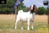 LOT 32 1X BOER GOAT STUD DOE COLLEN BOERDERY - 3