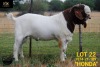 LOT 22 1X BOER GOAT FLOCK BUCK COLLEN BOERDERY