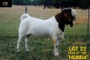 LOT 22 1X BOER GOAT FLOCK BUCK COLLEN BOERDERY - 2