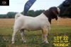 LOT 22 1X BOER GOAT FLOCK BUCK COLLEN BOERDERY - 3