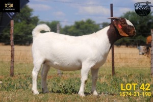 LOT 42 1X BOER GOAT STUD DOE COLLEN BOERDERY